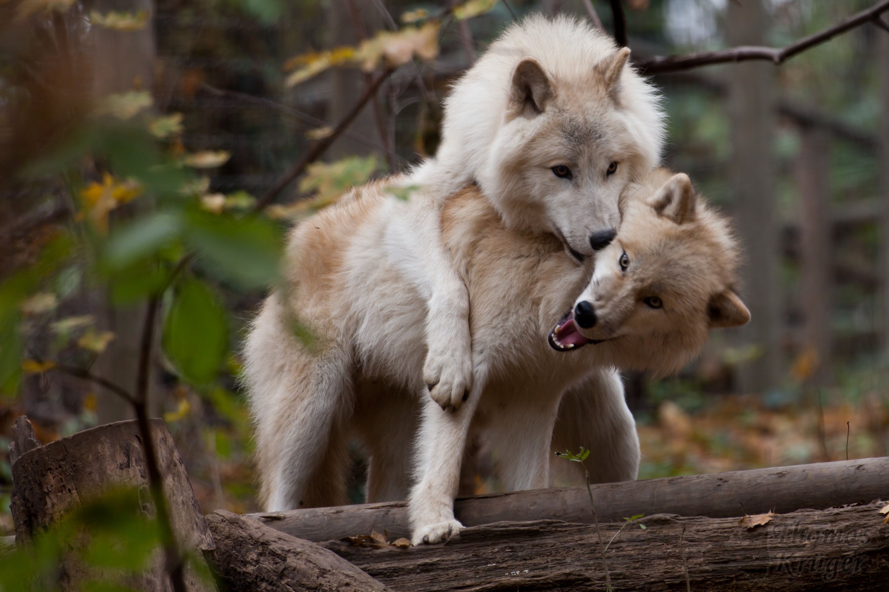 Обнимая волка. Влюбленные волки. Два волка. Волки любовь. Волки обнимаются.