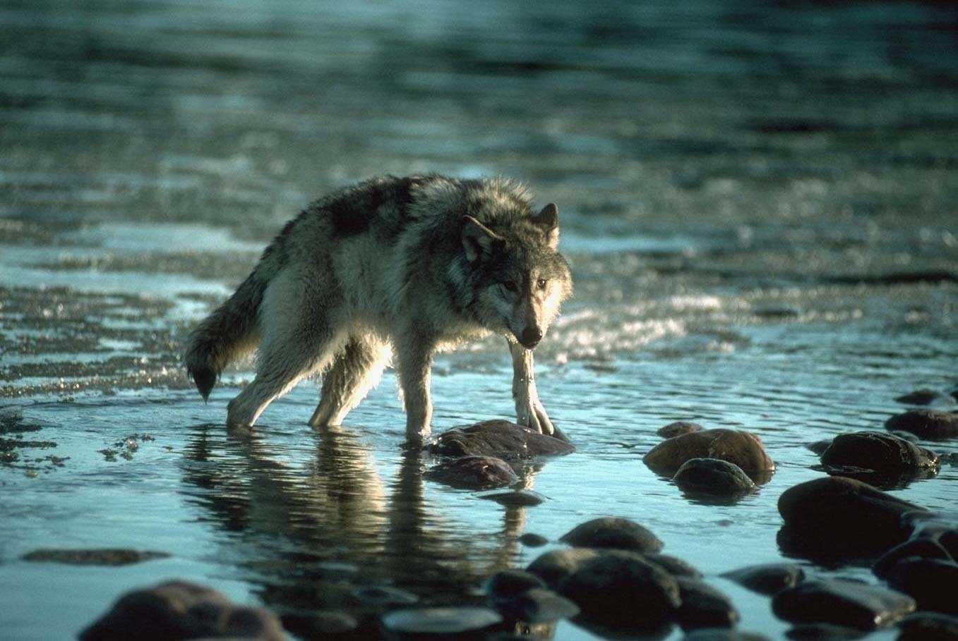 Одинокий волк лучшие песни. Волк. Одинокий волк. Волк одиночка. Фото волка одиночки.