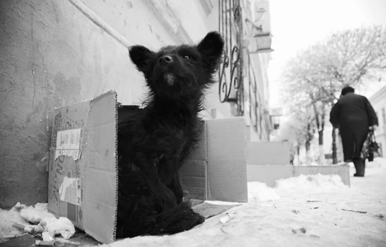 Собака подбирает все на улице. Бездомные животные. Бездомные животные и человек. Бездомные животные с надписями. Равнодушие к животным.