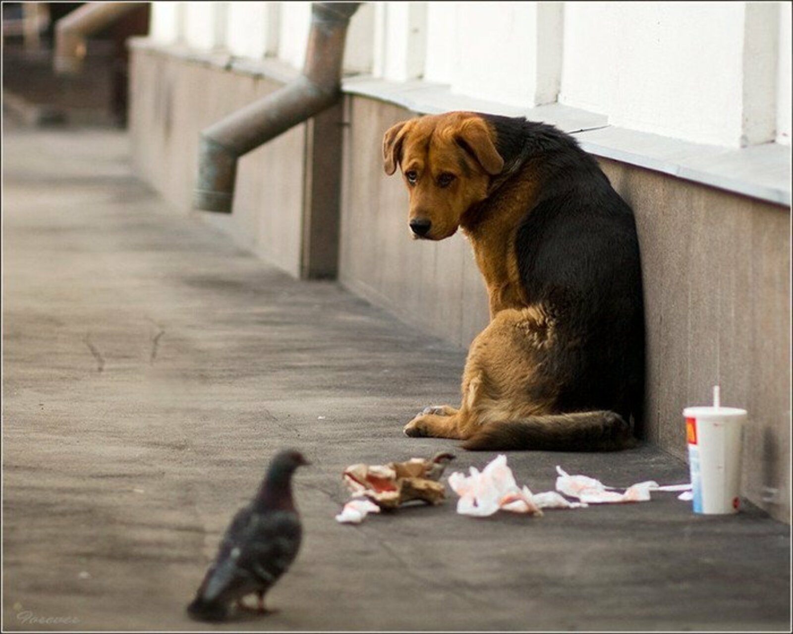 На улице жили щенки. Бездомные животные наулицн. Брошенные животные. Бедные бездомные животные. Голодные бездомные животные.