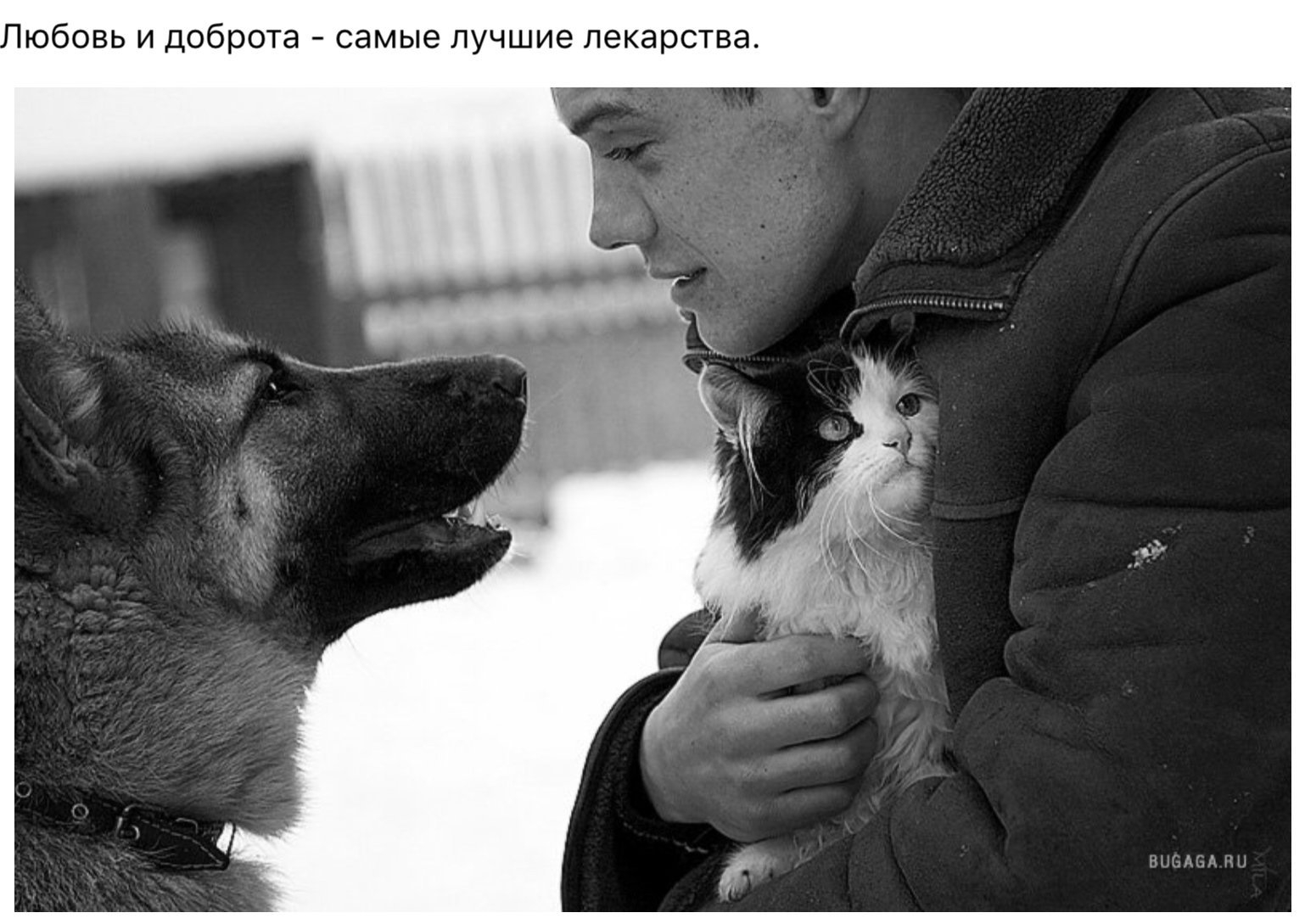 Верность пса. Человечность к животным. Любовь человека к животным. Добро к животным. Доброта к людям.