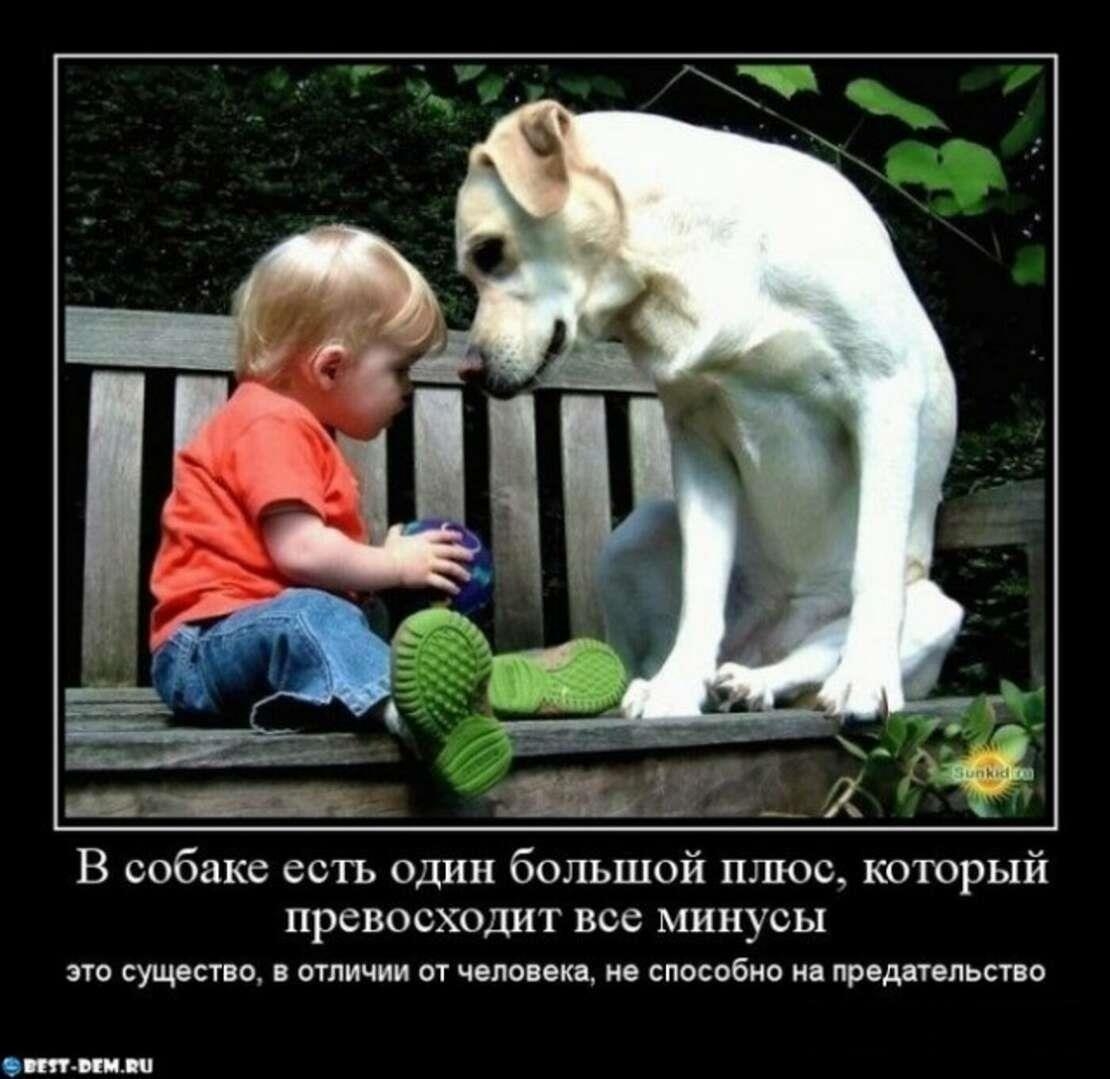 Почему собаки лучше людей. Дети и собаки цитаты. Собака друг человека. Животные лучше людей. Выражения про собаку и ребенка.