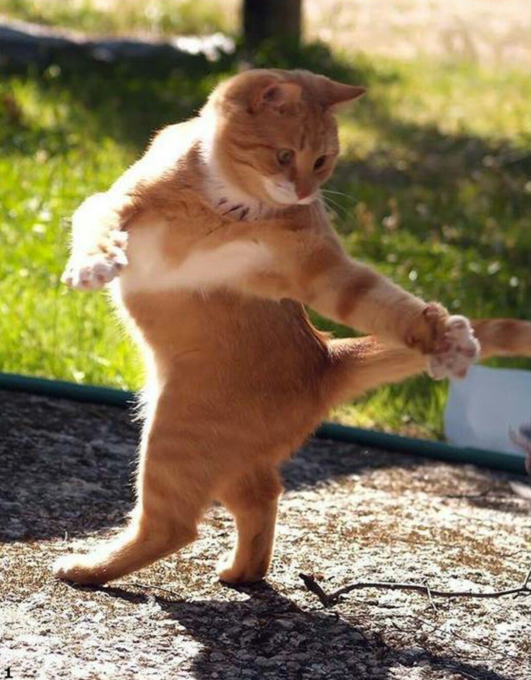 Красивый позитивчик. Танцующий кот. Веселые животные. Котики для поднятия настроения. Котик танцует.