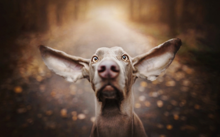 Животные с большими ушами