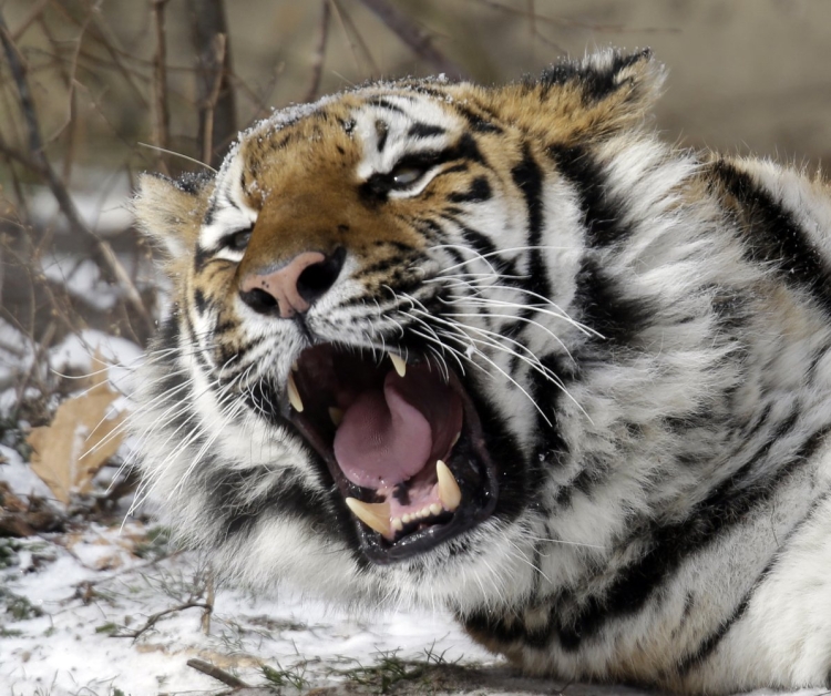 Амурский тигр злой