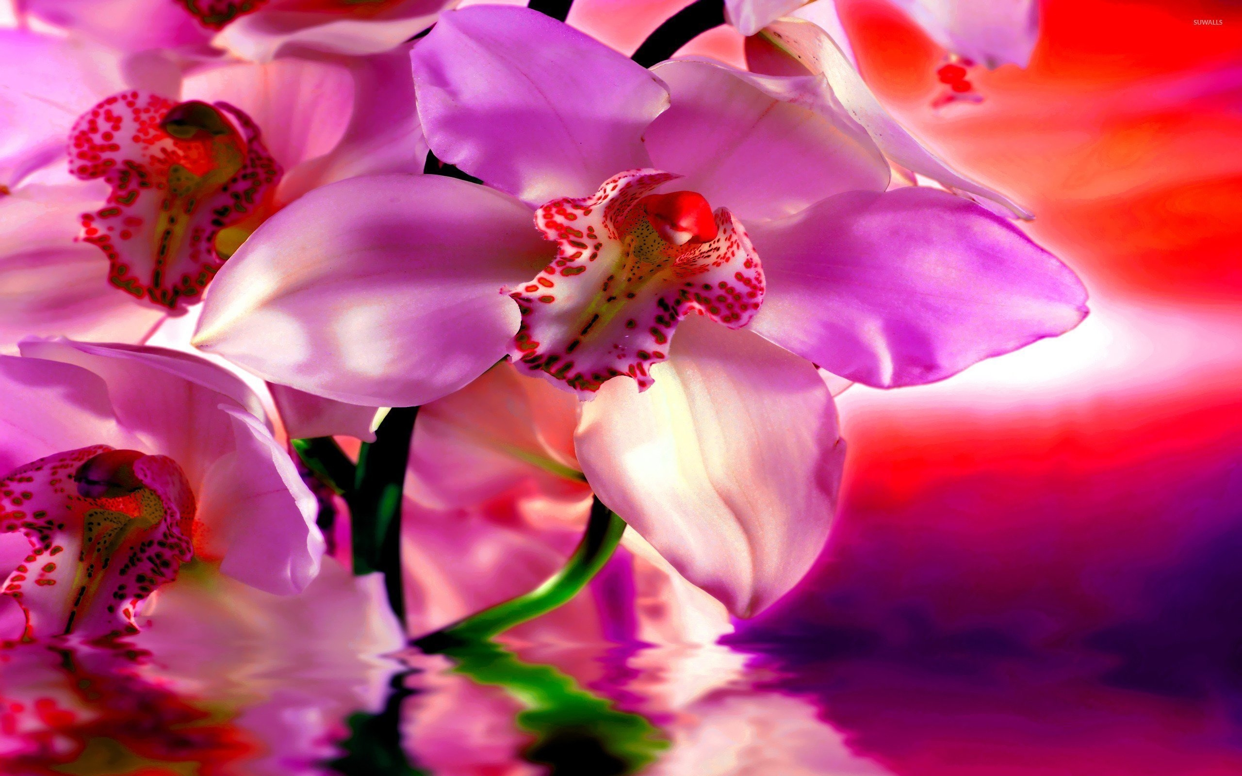 Фон на телефон красивые цветы. Красивые цветы. Шикарные орхидеи. Обои на рабочий стол орхидеи. Красивые живые цветы.