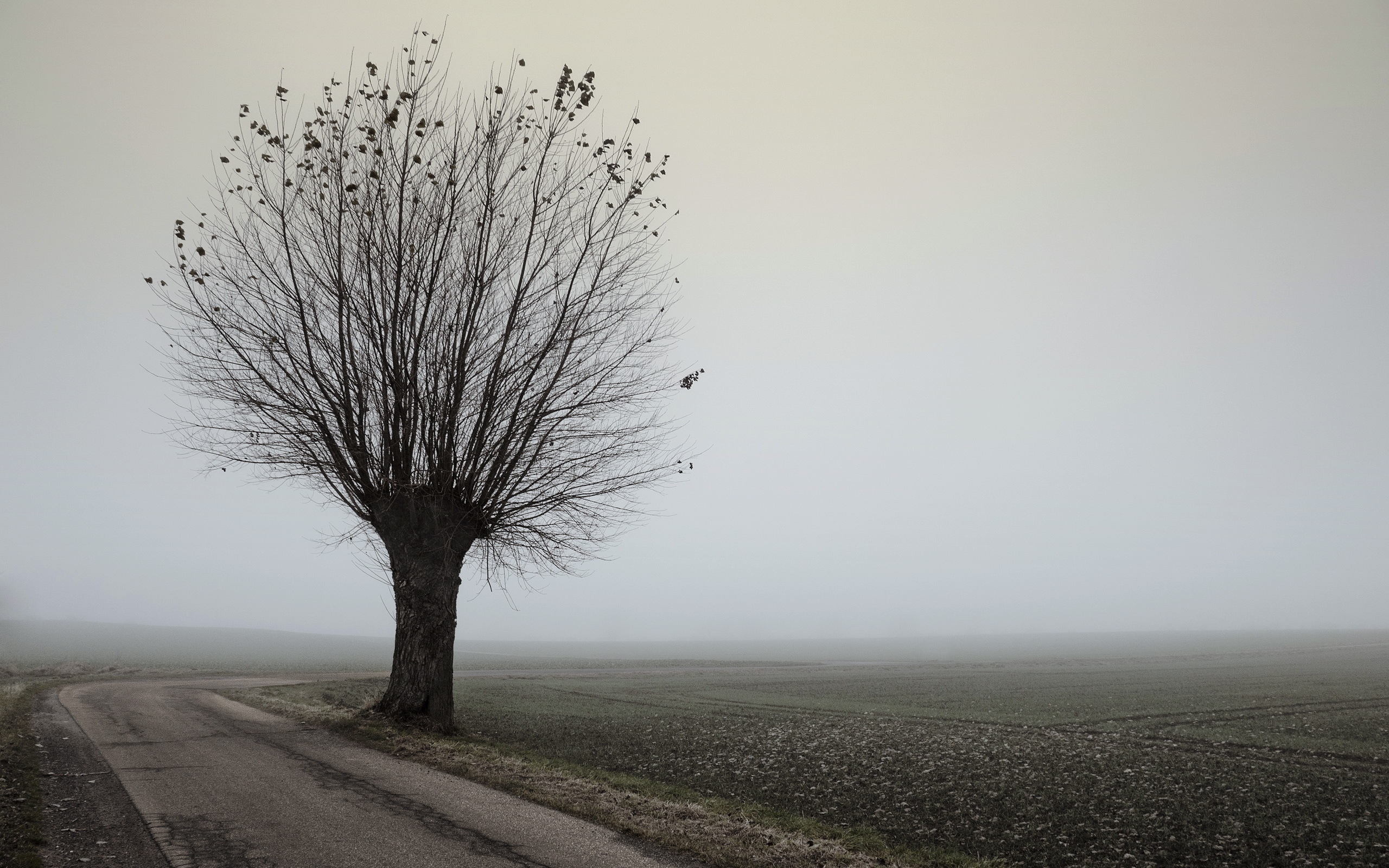 Заметили вдали. Деревья в тумане. Одинокое дерево. Одинокие деревья. Грустное дерево.