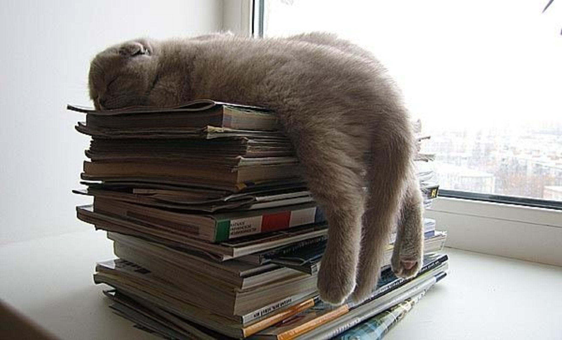 Ух устала. Кот устал. Кот с книгой. Умный кот.