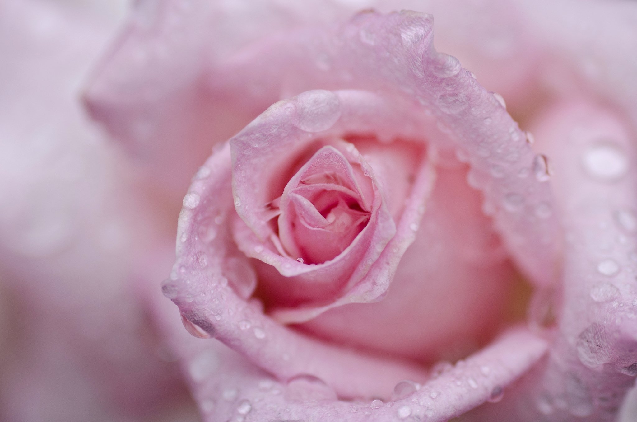 Какую нибудь нежную. Нежные розы. Розовые цветы. Нежный цветок. Розовые розы.