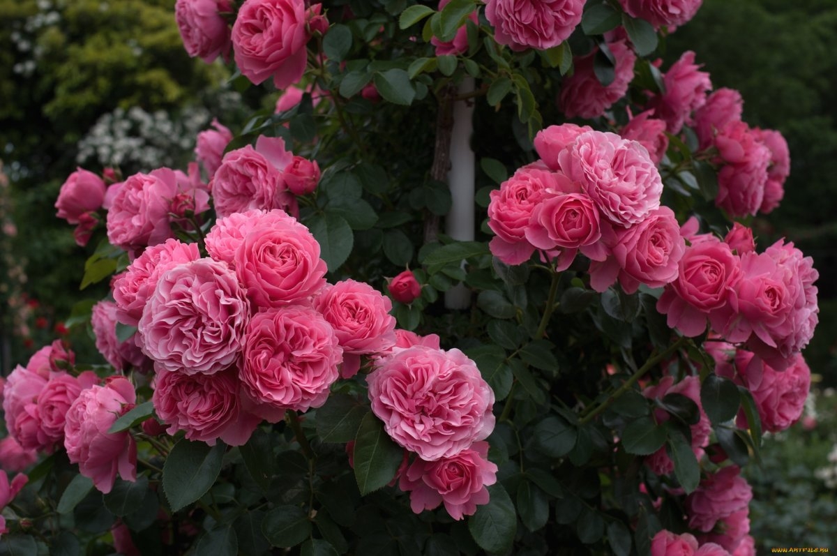Нежно розовые плетистые розы - 50 фото