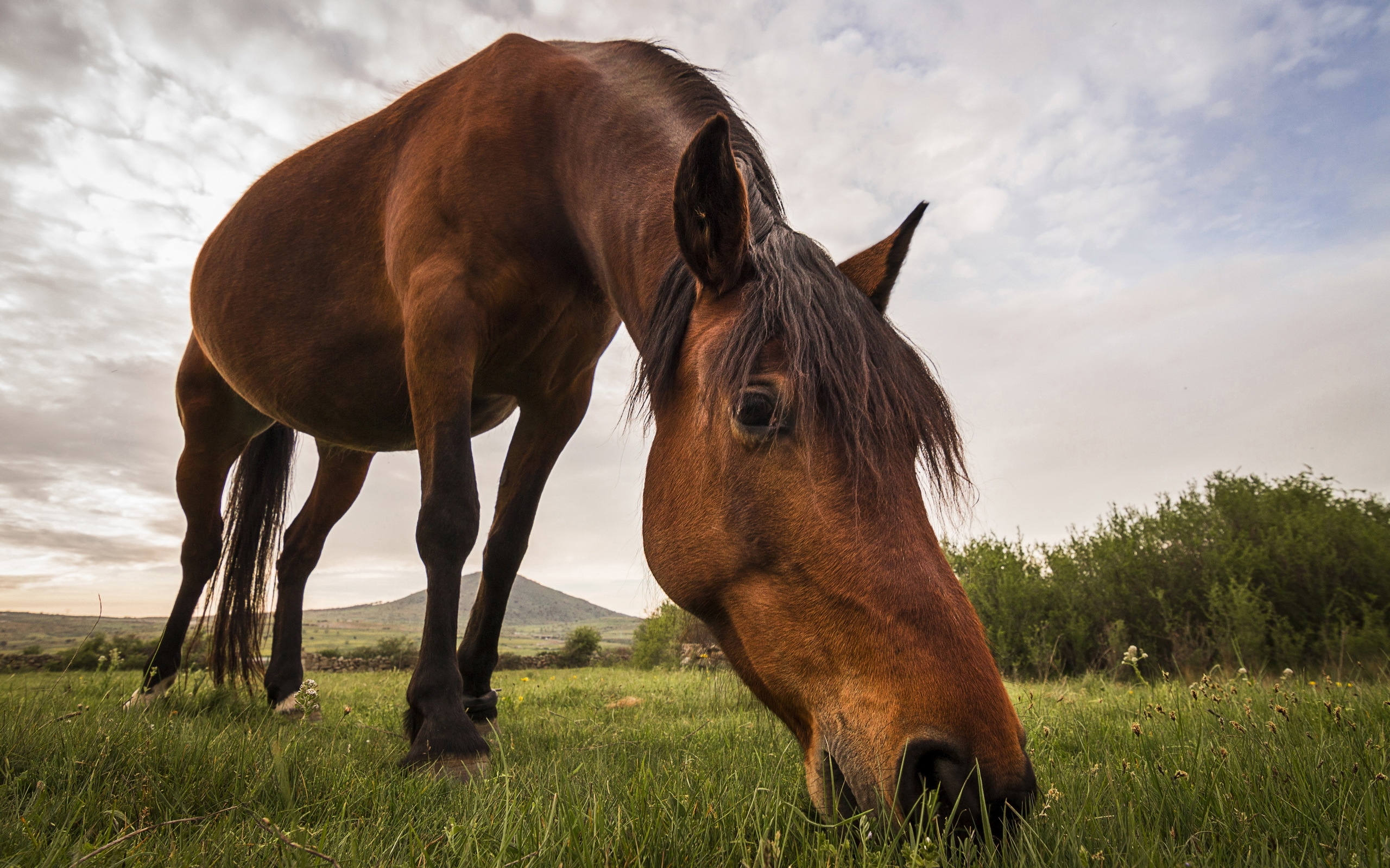 Видео про коне. Конь. Красивые лошади. Картинки лошадей. Очень красивые лошади.