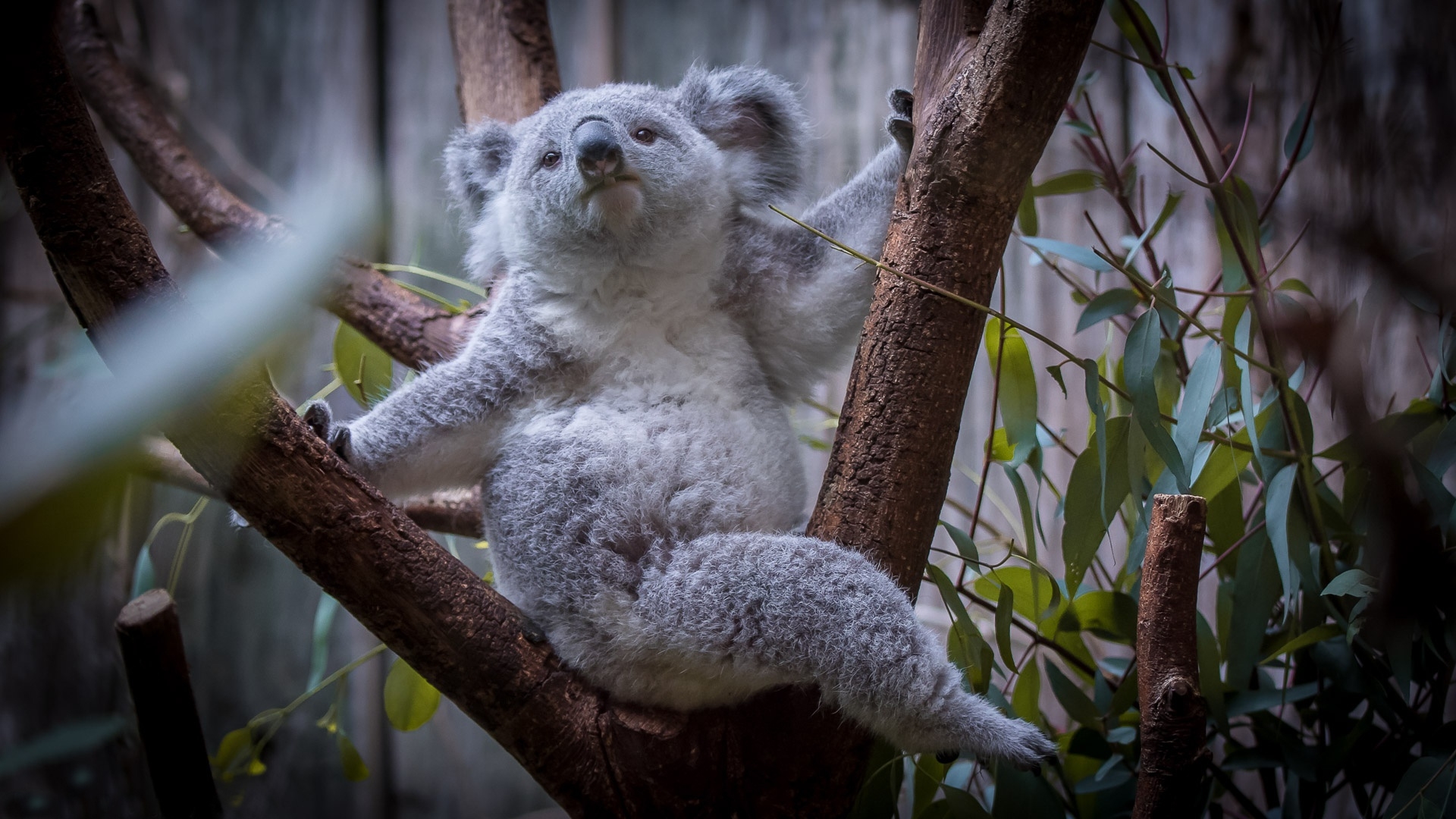 Милая коала. Коала в Австралии. Предок коалы Koalemus. Коала альбинос. Коала Эстетика.