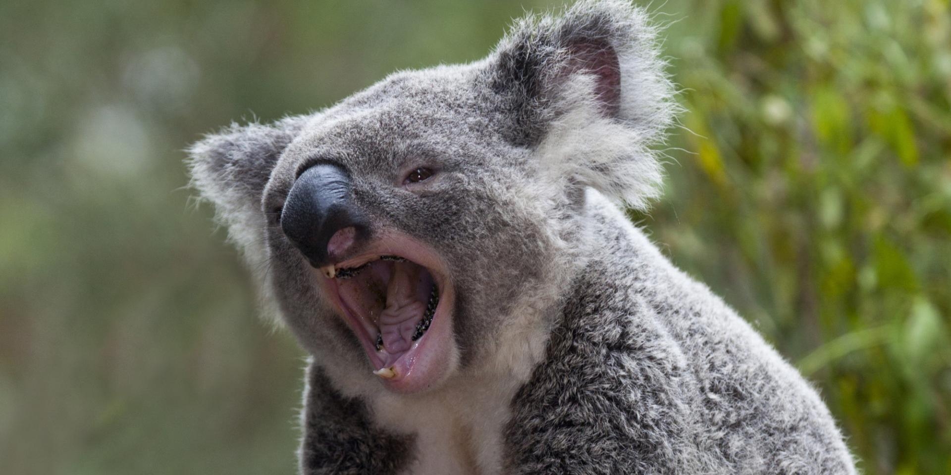 Похожи на коал. Коала. Зубы коалы. Коала Болотная. Коала кричит.