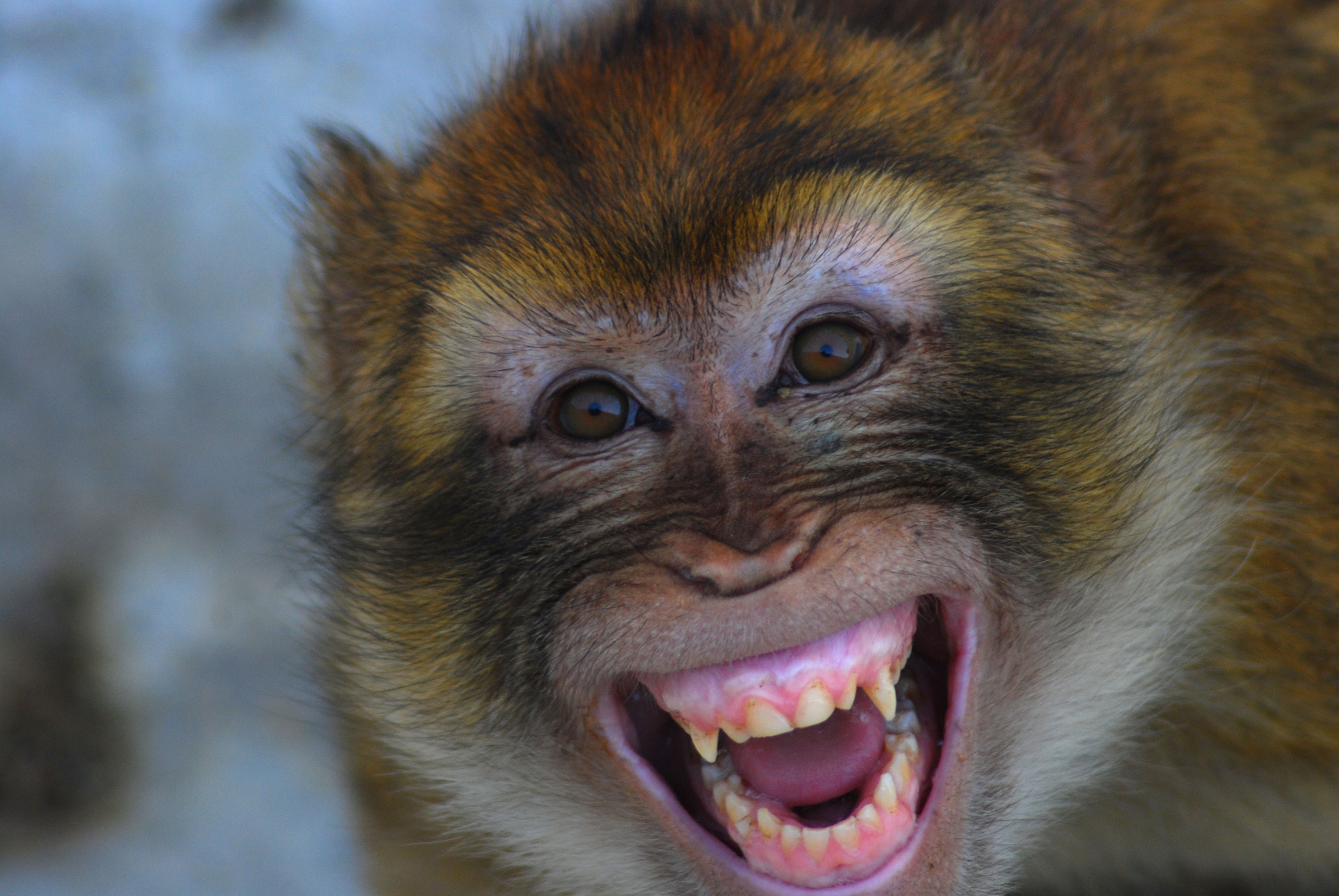 Верхняя обезьян. Макак магот. Обезьяна макака резус. Обезьяна улыбается. Зубы обезьяны.