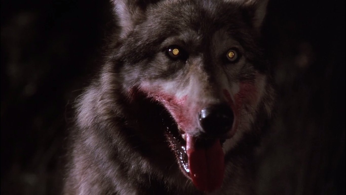 Включи картинки злой. Черный Вольф Вольф человек волк. Окровавленная пасть волка.