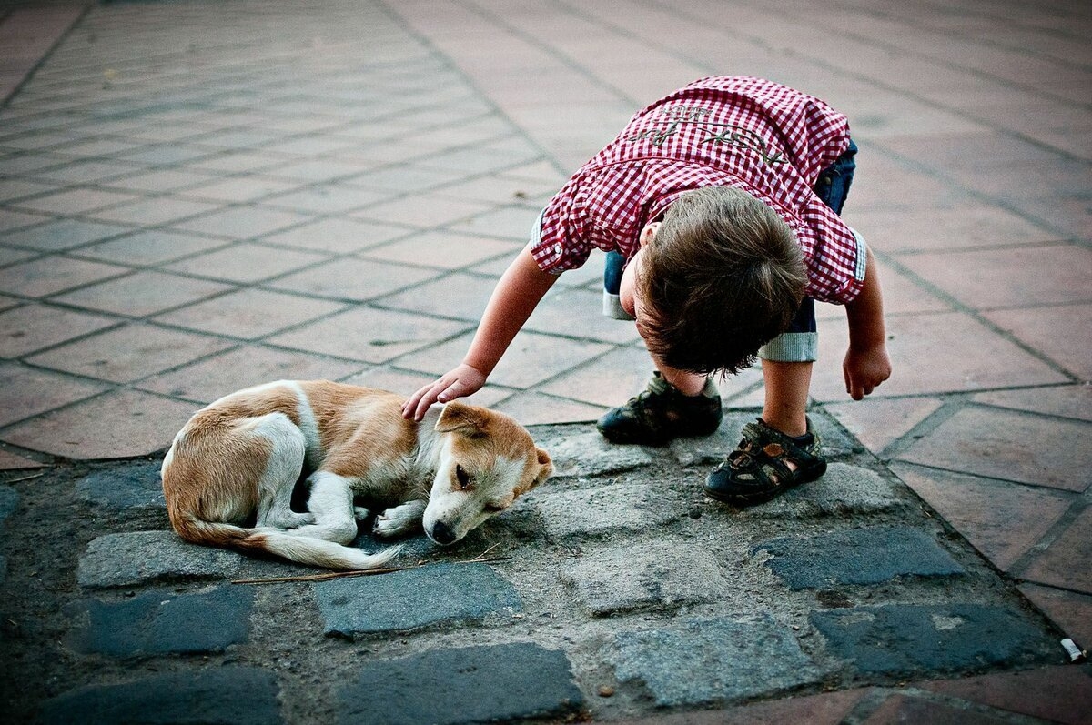 Без сострадания. Добрые поступки. Доброе отношение к животным это. Дети и бездомные животные. Сочувствие животным.