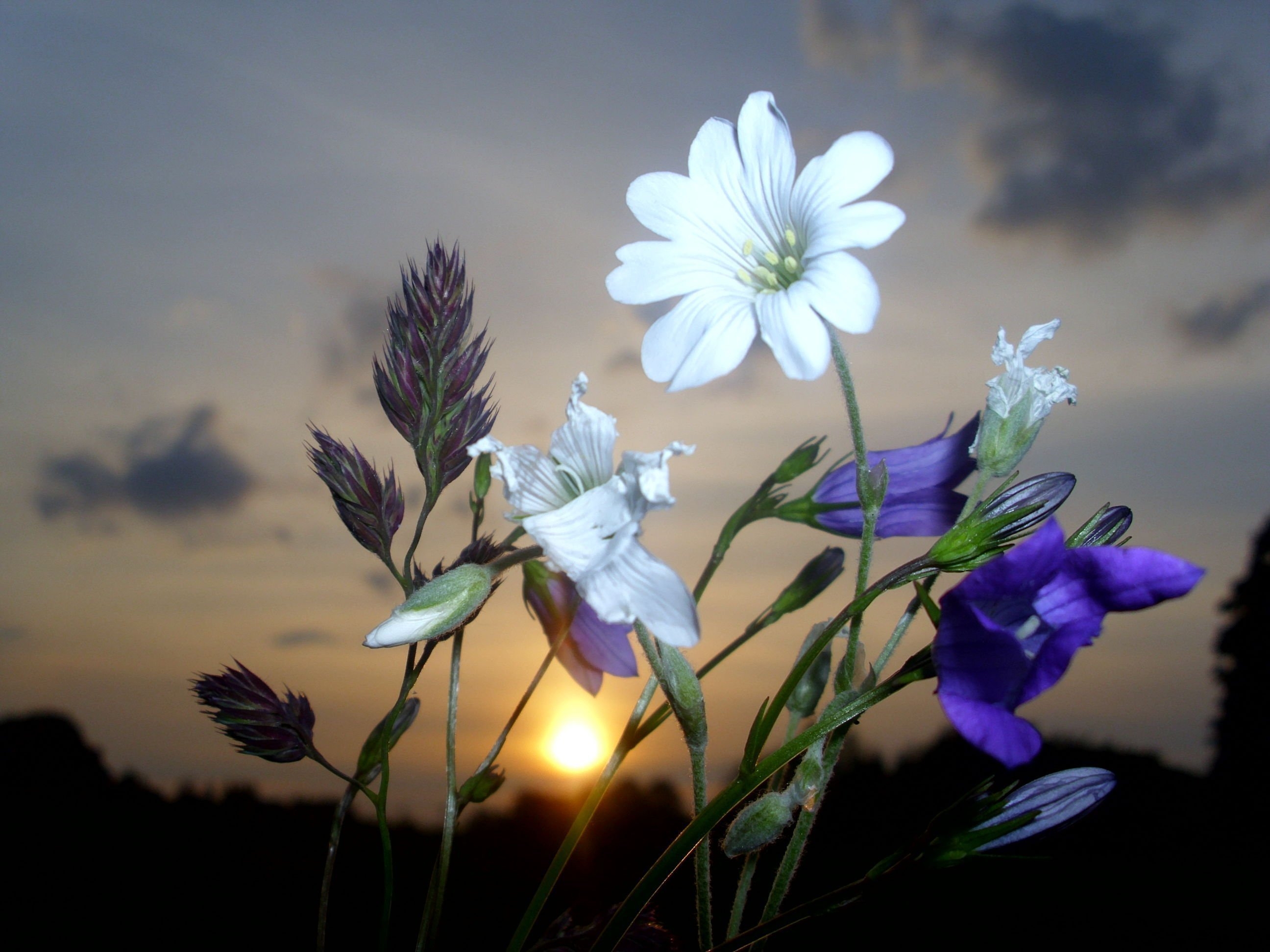 Спокойной весенней ночи картинки красивые необычные новые. Полевые цветы. Вечерние цветы. Полевые цветы вечером. Красивый одинокий цветок.