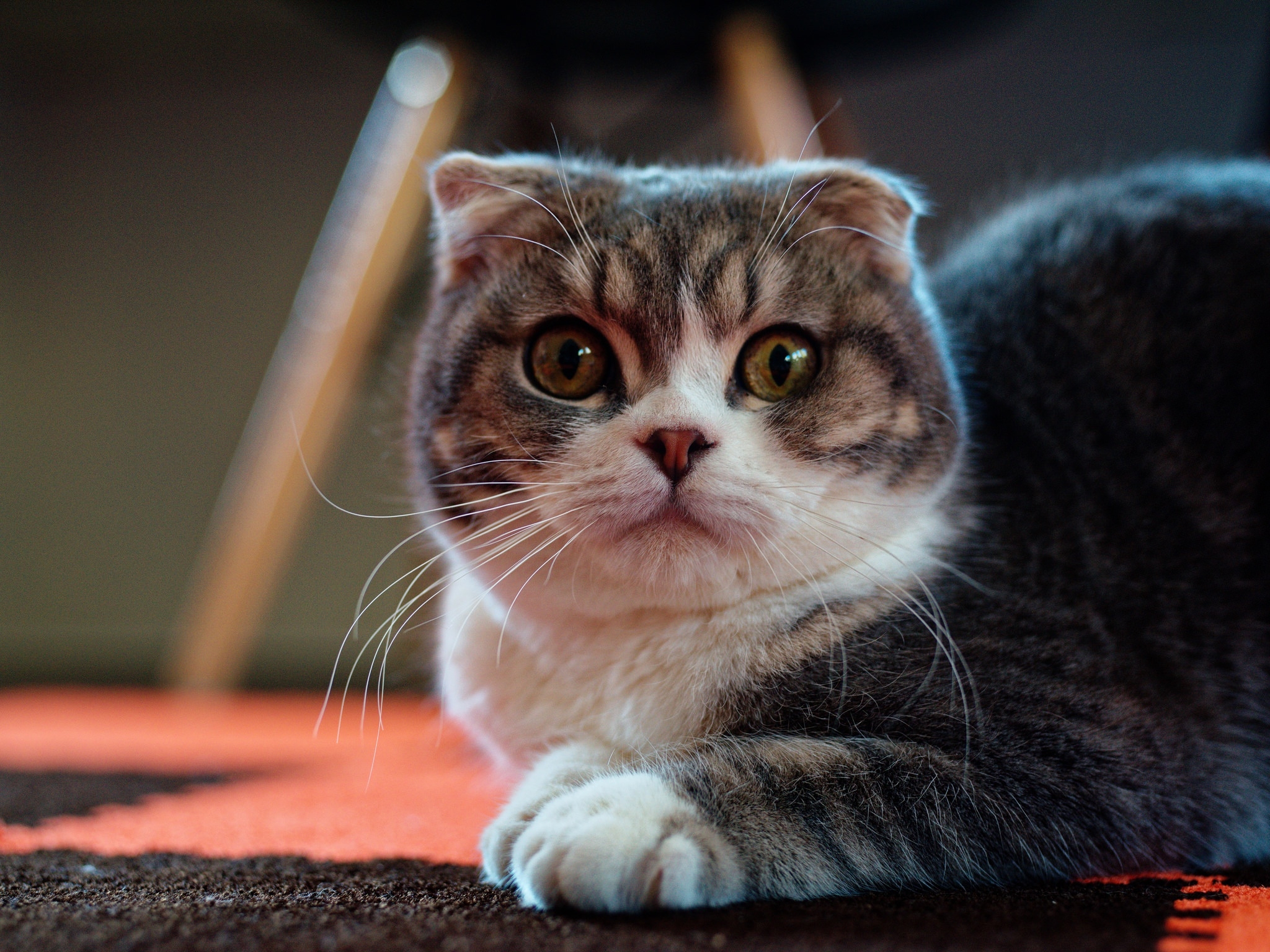 Вислоухая кошка злая - 27 фото