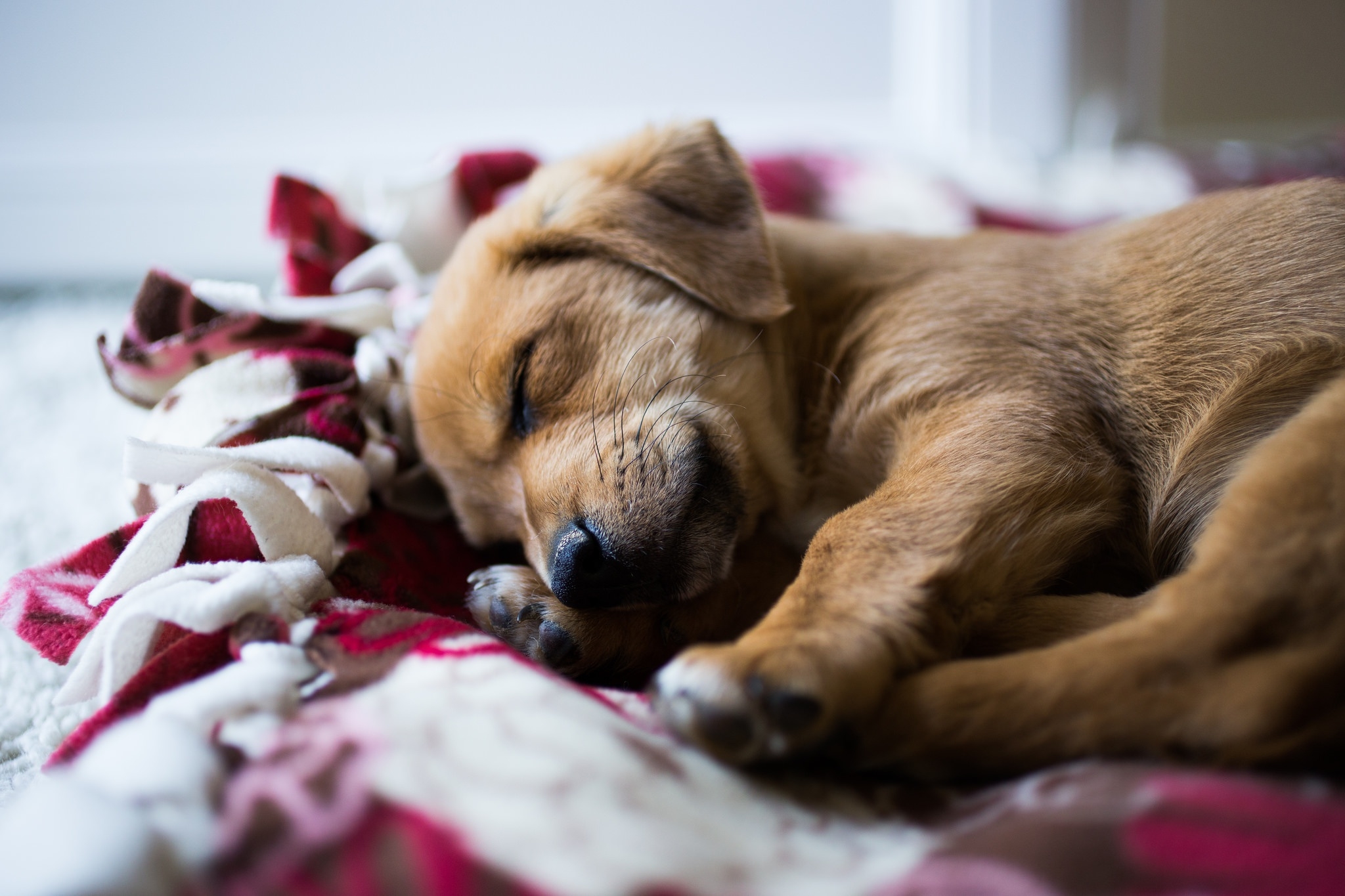 Собака на руках во сне. Спящие щенки. Милые спящие животные.