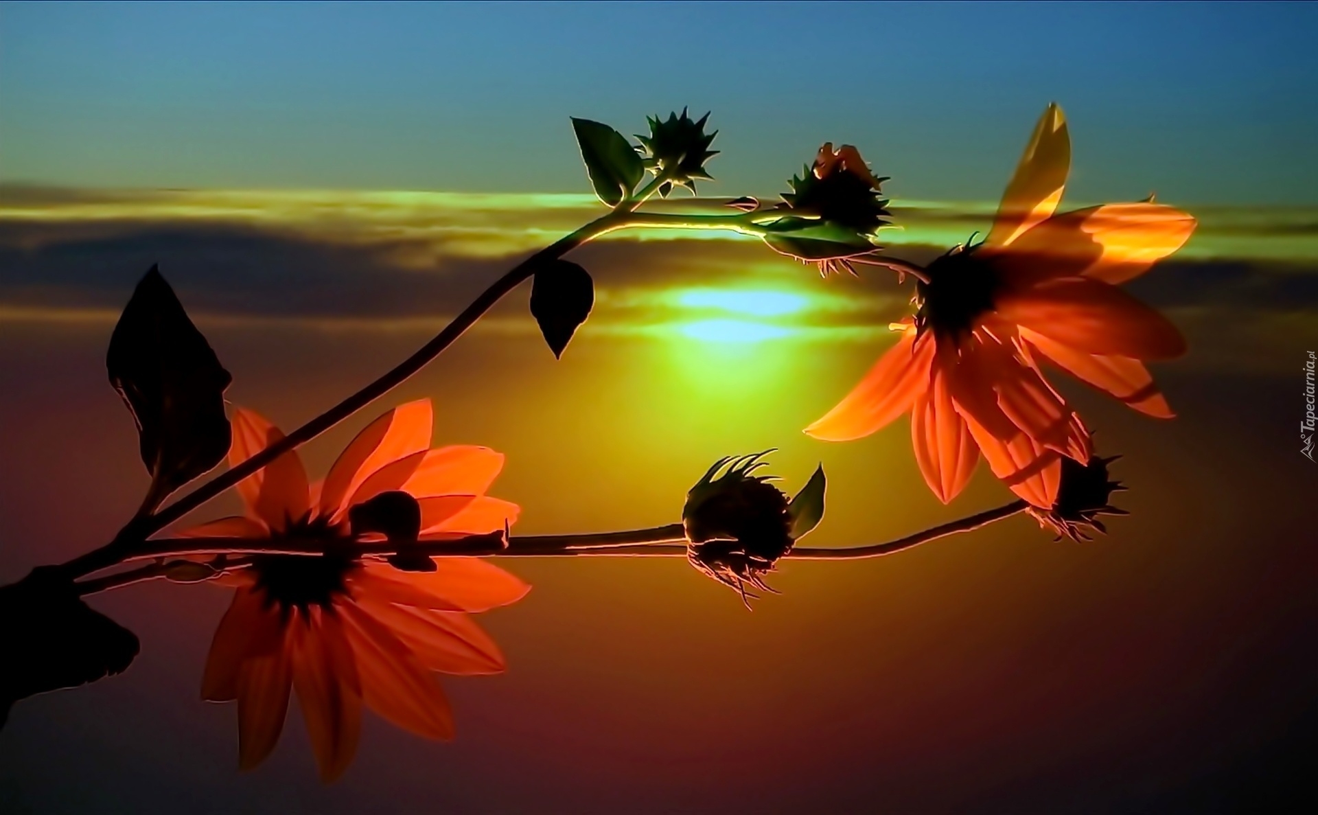Картинка добрый вечер весенняя природа. Цветы на фоне заката. Вечерние цветы. Цветы на закате солнца. Чудесный закат.