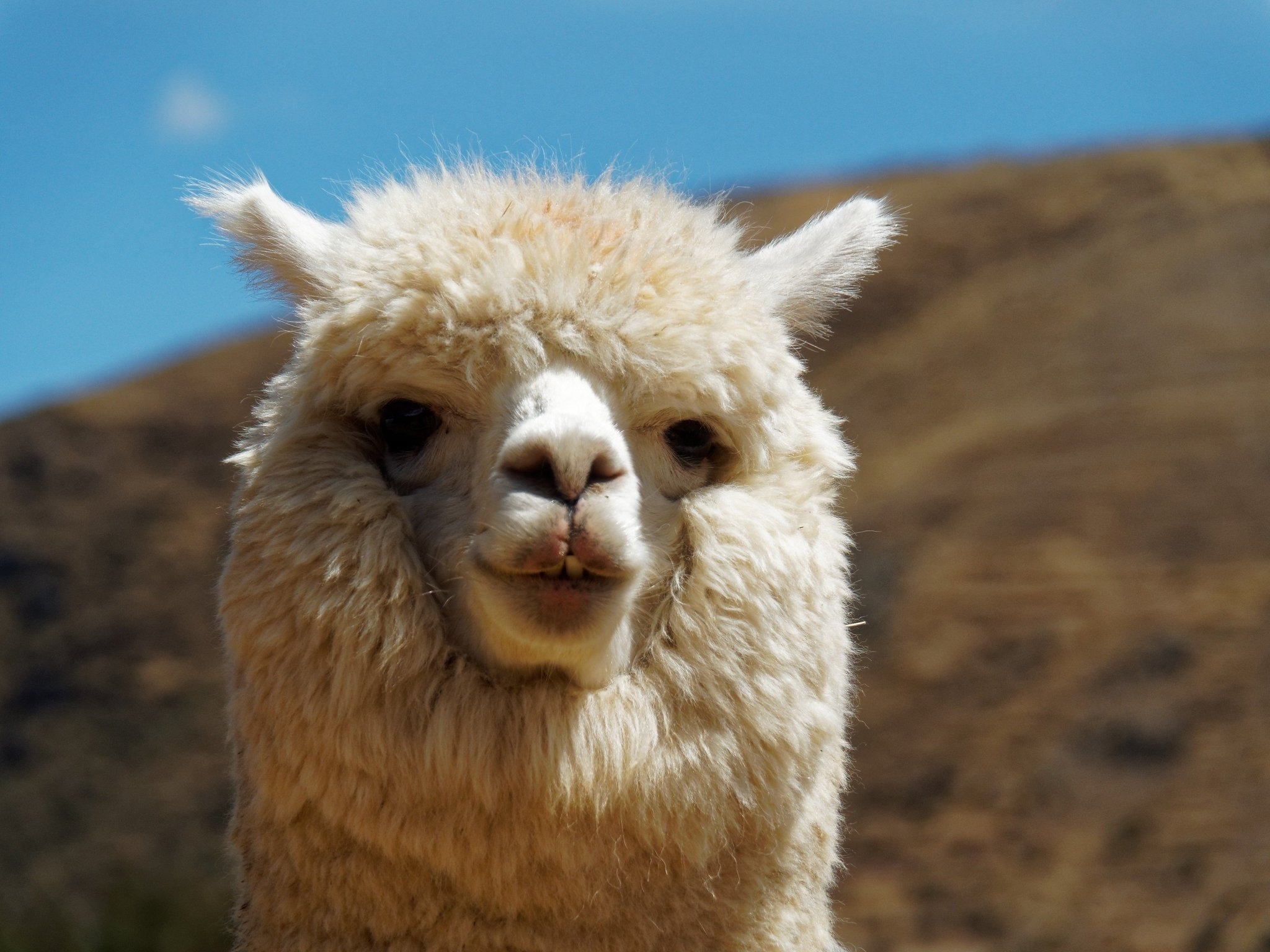 Лама лама а4 тест. Лама Сури альпака. Альпака Викунья лама. Перу лама альпака. Альпака Сури животное.