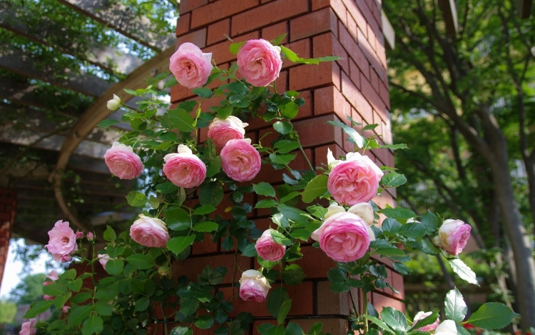 Нежно розовые плетистые розы - 50 фото