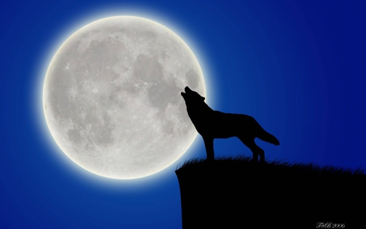 Одинокий волк воющий на луну