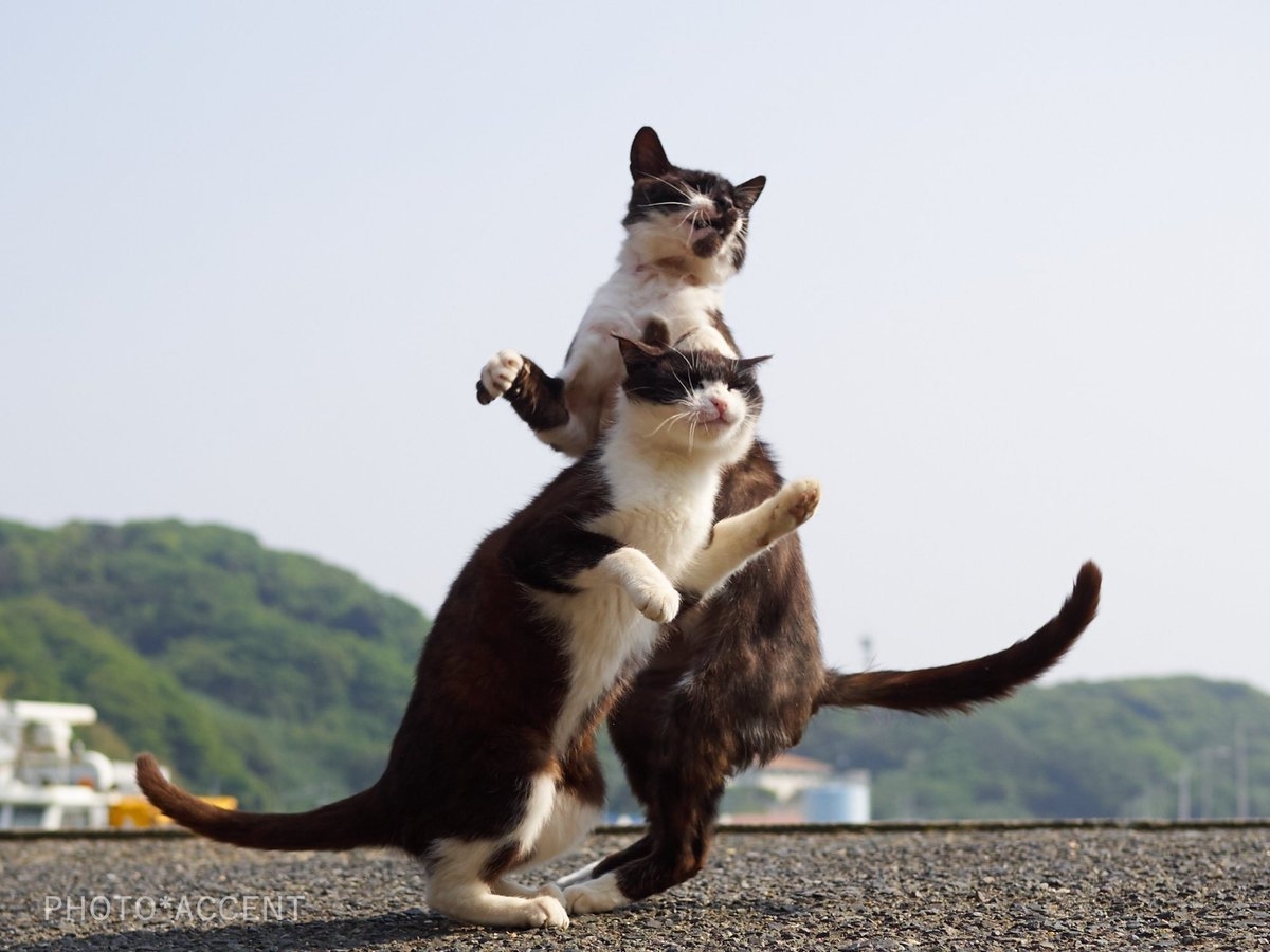 Где котики танцуют. Котики смешные. Танцующий кот. Кот танцует. Танцующие кошки.