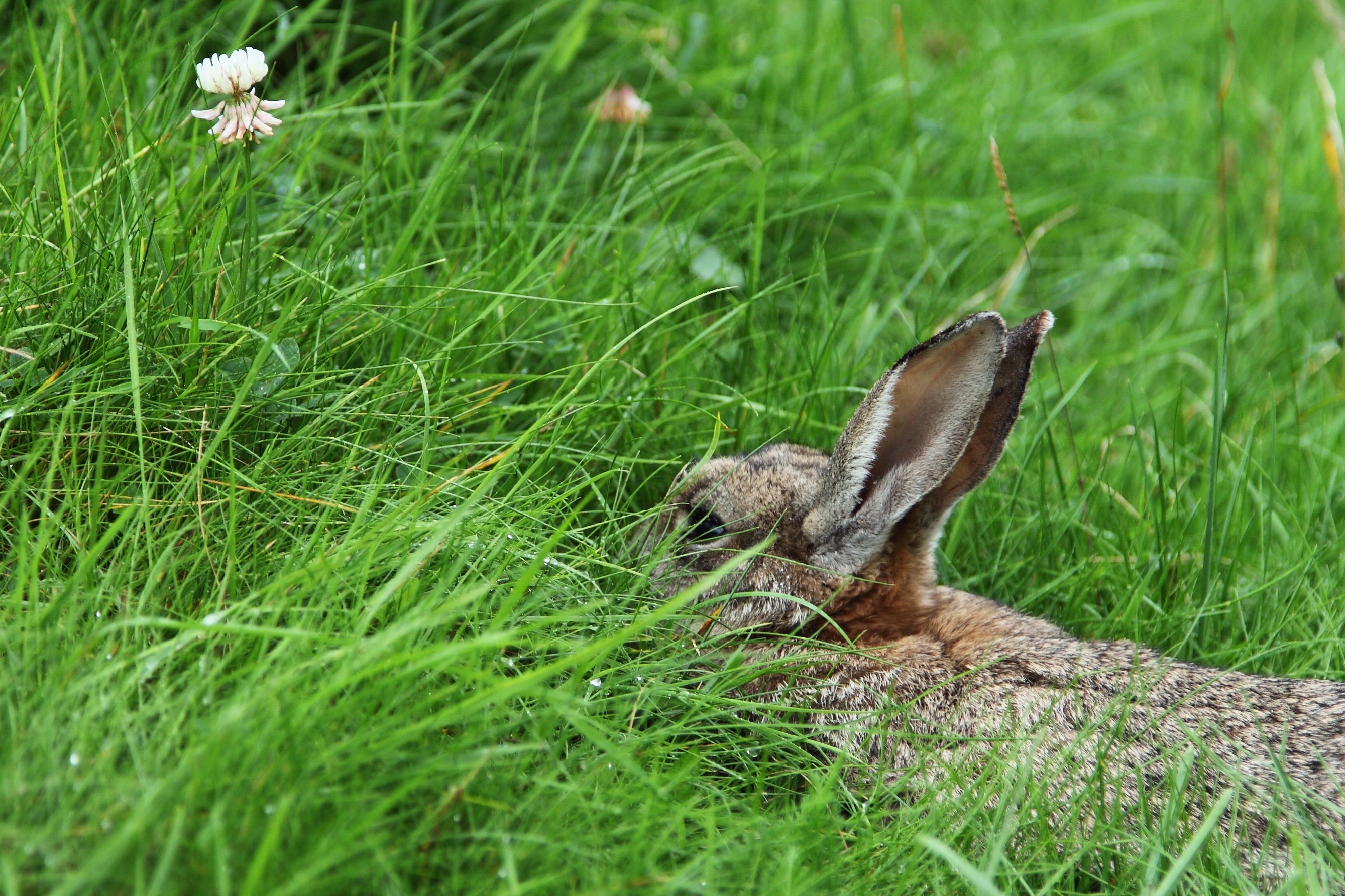 У зайца русака глаза коричневые. Заяц в лесу. Зайчонок в траве. Кролик в траве. Заяц Лесной.