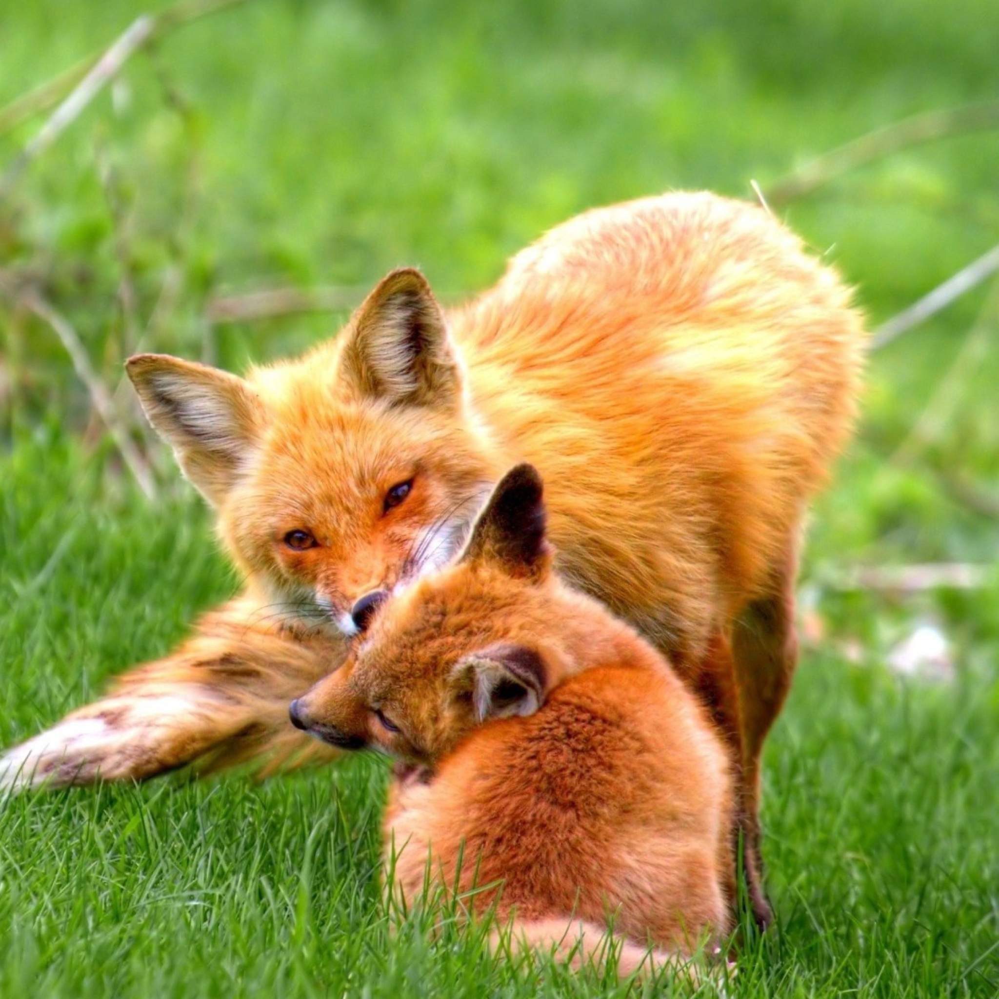 Those are foxes. Лисы обнимаются. Лисята. Лиса поцелуй. Две лисицы.