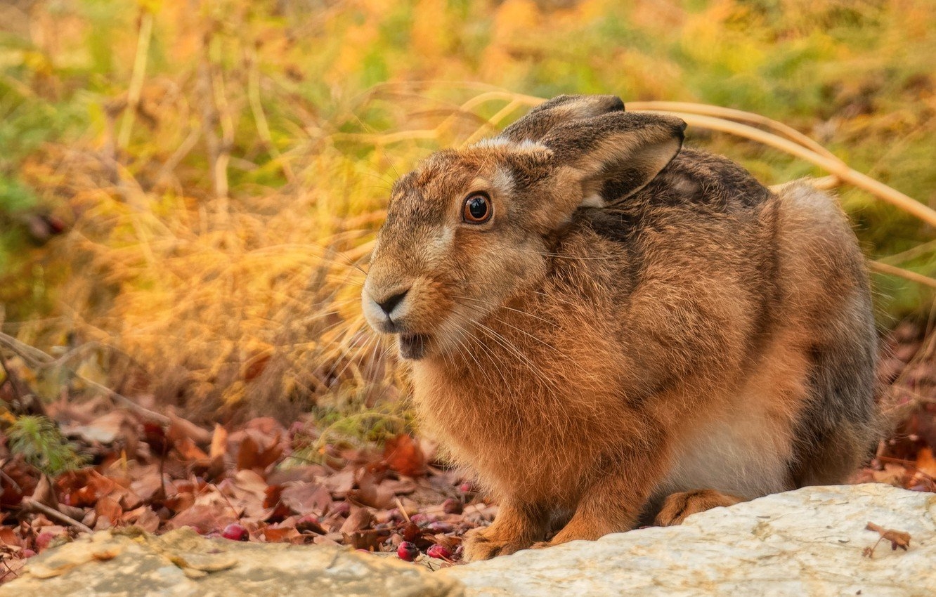Осенний заяц - 62 фото